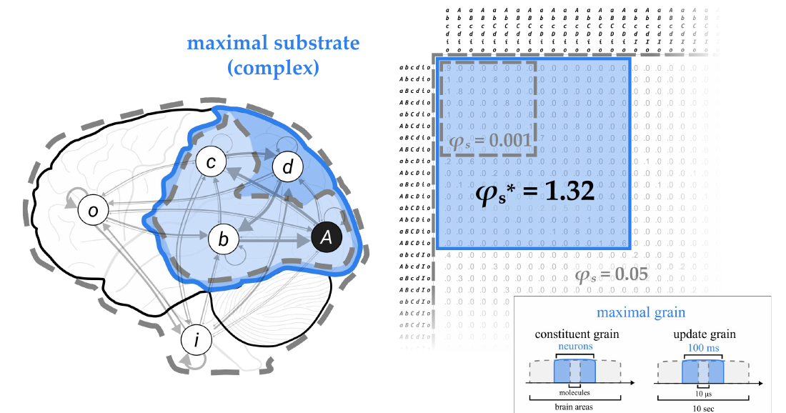 Slide 1: the maximal substrate (complex) on the brain and in the substrate TPM, with the maximal grain