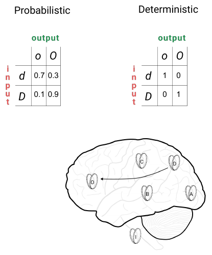 Slide 24: the probabilistic TPM beside a deterministic one, with an arrow from D to O on the brain