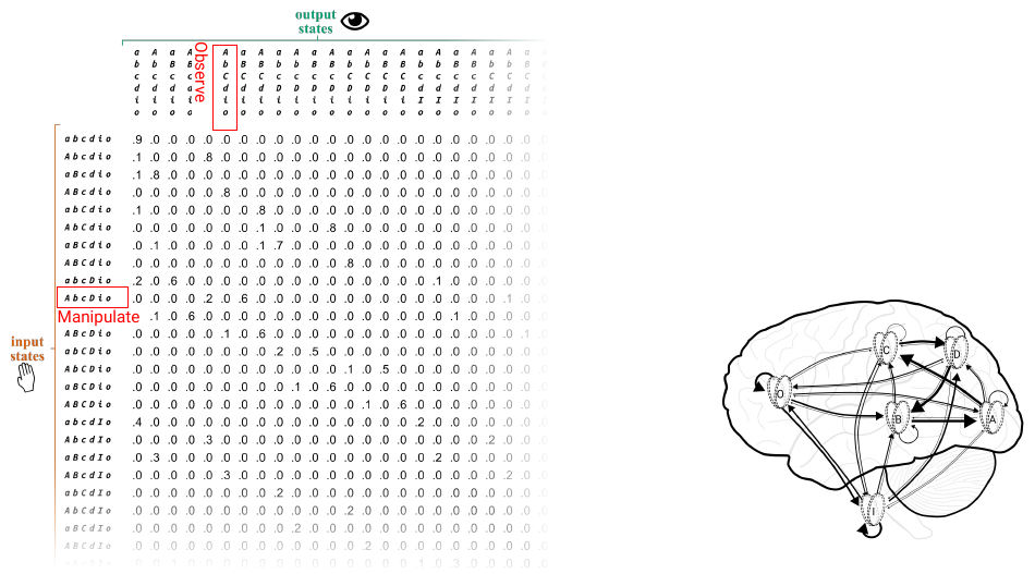 Slide 32: one row of the substrate TPM manipulated, one column observed; many connections drawn on the brain