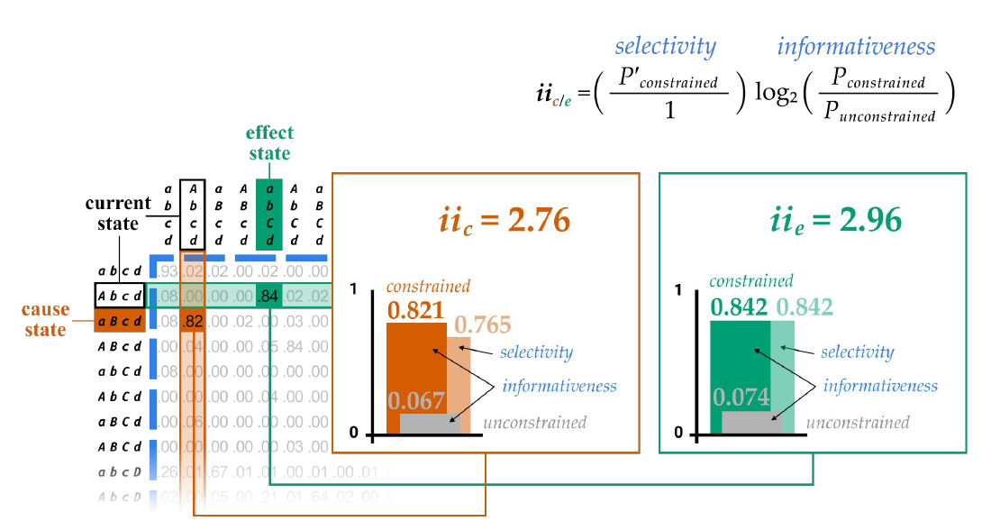 Slide 1: the formula for intrinsic information, the TPM entries it uses, and bar charts for iic = 2.76 and iie = 2.96