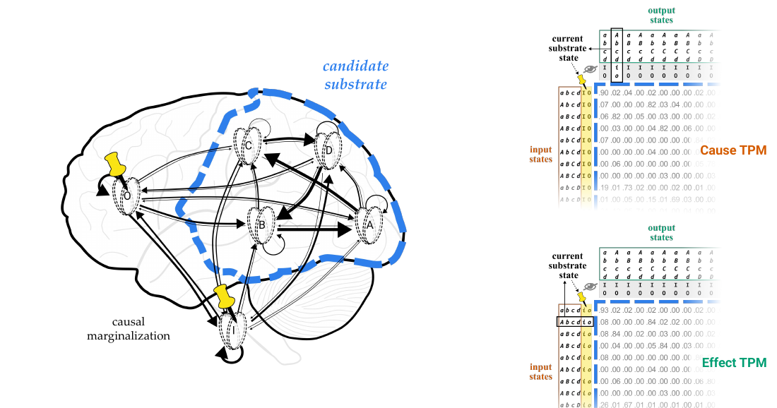 Slide 1: the candidate substrate on the brain, with background units pinned, beside its cause TPM and effect TPM